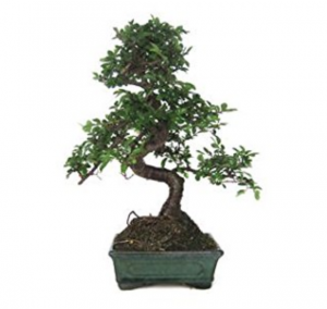 bonsai elegante